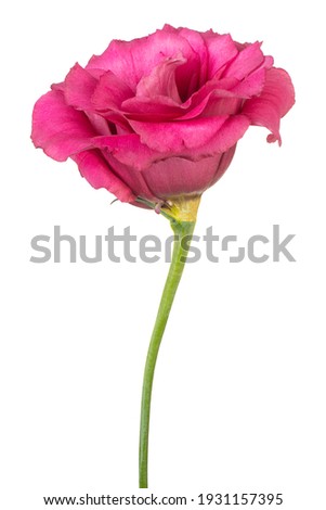 Studio Shot of Red Colored Eustoma Flower Isolated on White Background. Large Depth of Field (DOF). Macro. Close-up.