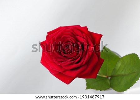 front top macro photography of a beautiful red rose in the sunlight on a natural white background