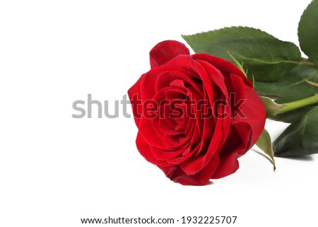 rose on a white background, isolate, close-up 