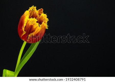Red-yellow tulip on a black background.