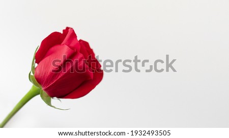 Red rose, close-up, white background. Red rose bud on a white background. 