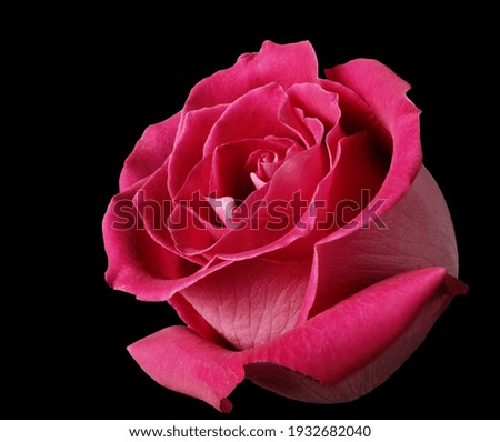 Big rose flower on black background 