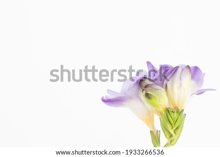 Close up blossom of beautiful violet freesia flower (Iridaceae Ixioideae) on white background. Shallow depth of focus. Fresh fashion pastel lilac purple creamy yellow and green color combination