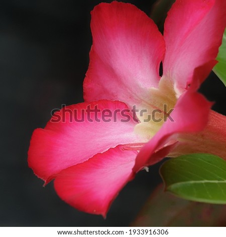 Adenium is a genus of flowering plants in the family Apocynaceae first described as genus in 1819. It is native to Africa and the Arabian Peninsula.