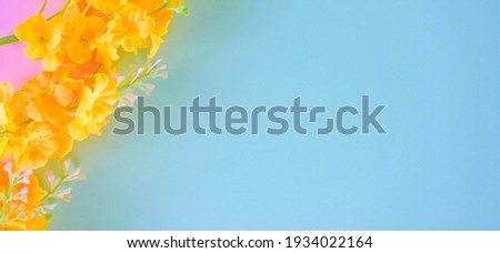 Small yellow flowers on bicolor background, space for text or idea. Zenith view. Spring concept.