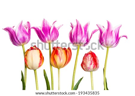 Purple and multicolor  tulips isolated on white background