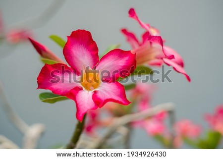 Close up of Pink flowers blooming