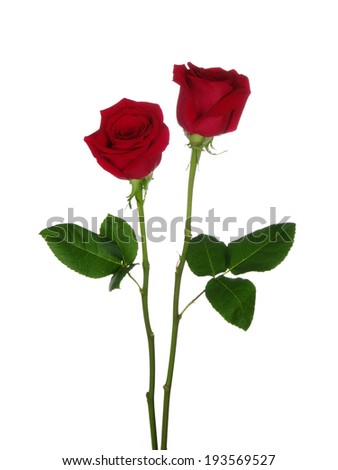 two red rose isolated on white background