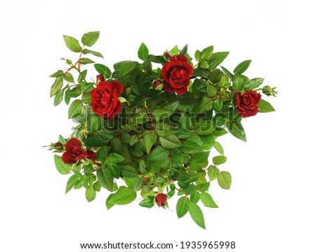 small roses isolated on white background                        