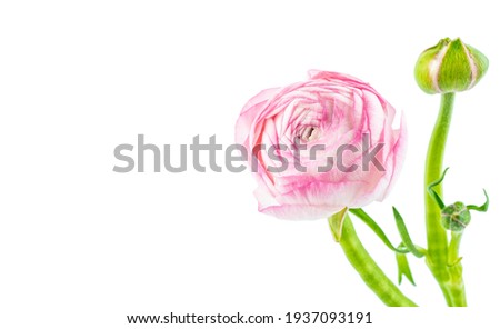 A pink celery leaf peony on white background