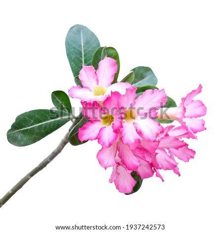 Adenium pink succulent bush with green stem. Blossom Adenium desert rose flower on fresh plant with white background.
