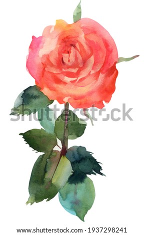 Rose branch. Coral color. Watercolor hand drawn illustration. Isolated on white background