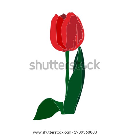 Botanical illustration. Spring flower. Tulip.