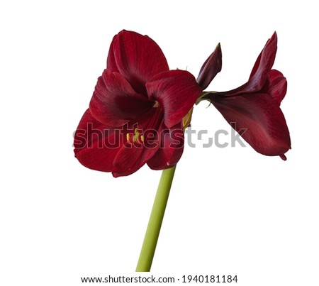 Blooming  dark red hippeastrum (amaryllis) Carmen on white background isolated