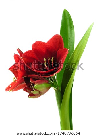 red flower od amaryllis potted plant