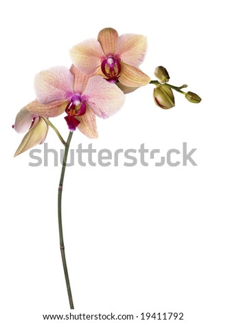 pink-yellow orchid on white