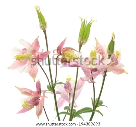 Columbine in a white background