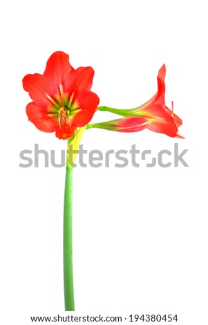 Beautiful Blossoms of red Amaryllis flower on white background.