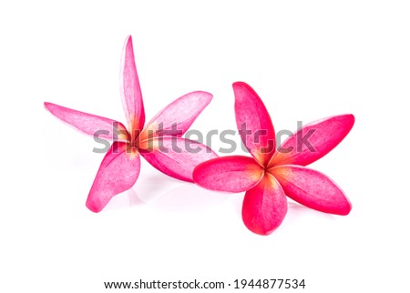 red frangipani flowers on white background