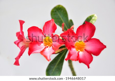 Close up pink azalea thai flower
