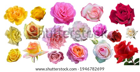 Set of roses isolated on the white background