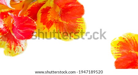 Yellow-red flowers on a white background, banner, postcard. Template for invitations, posters, calendars, websites, promotions, etc. Horizontal orientation, close-up. Copy space
