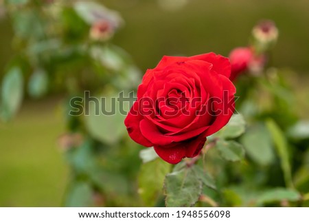 Red Rose Flower blossom on a live plant with green leaves in garden.