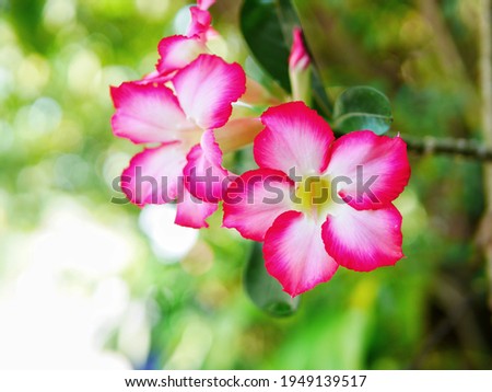 Beautiful pink Adenium or desert rose flower blooming with green nature background, selective focus