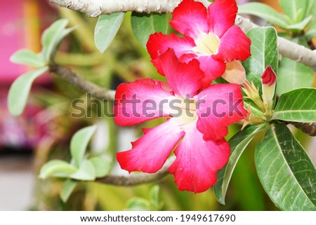 The red azalea flowers on the branches have a blurred background.