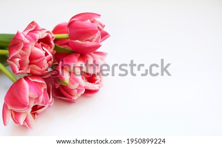 Bouquet of peony red-white tulips with green leaves on a white background. Place for text 