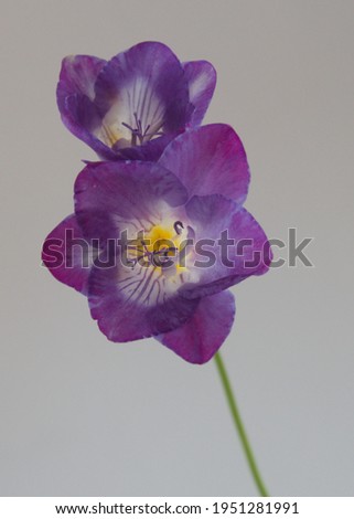 Blossom of violet Freesia, genus Anomatheca, on grey background