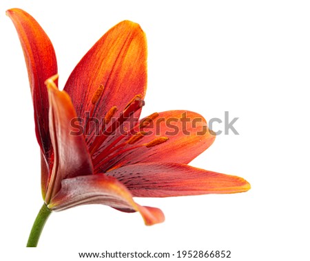 Dark burgundy flower of lily, isolated on white background