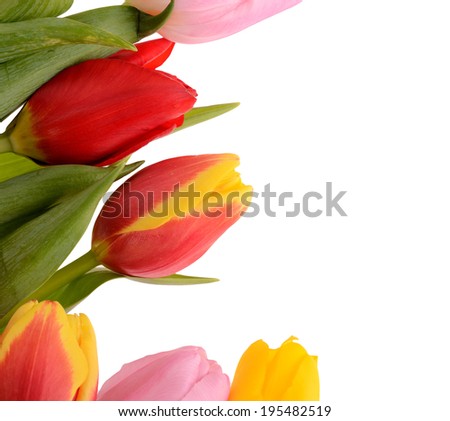 Colorful bouquet of fresh spring tulip flowers isolated on white background.