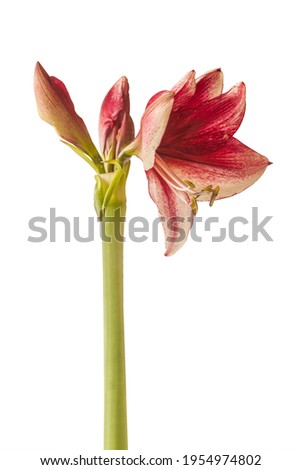 Blooming dark purple with a white end tips of  petals  Hippeastrum (amaryllis)    Galaxy Group  Daphne on a white background isolated.