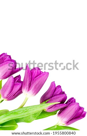 Bright spring tulips as a frame on a white background, isolated,copy space, top view.
