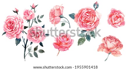 Blush pink roses collection. Summer garden flowers. Hand drawn watercolor illustration. Isolated on white background