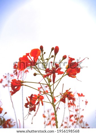 Blooming beautiful flamboyant flowers with red color in white background