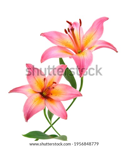 flower and white background multicolor 