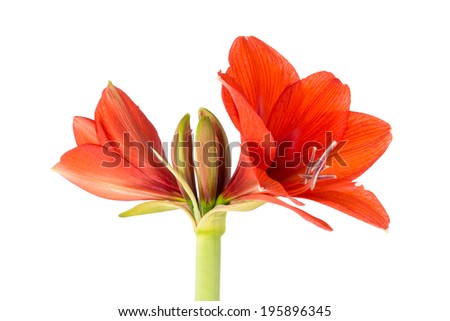 Blooming red Amaryllis over a white background