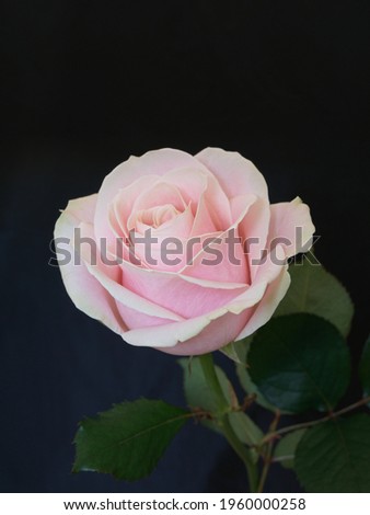 Pink rose with black background