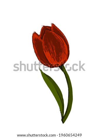 This is one red tulip 