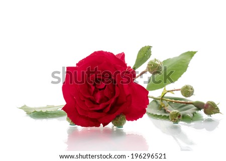 blooming red rose on a white background