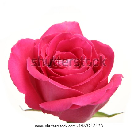 pink rose on white background 