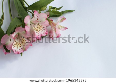Pink alstroemeria flowers on a white background. A festive bouquet. Background for a greeting card.