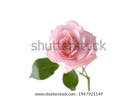 One pink rose with green leaves on a white background. Valentine\'s Day

