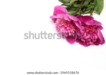 flower head of peony in a white background