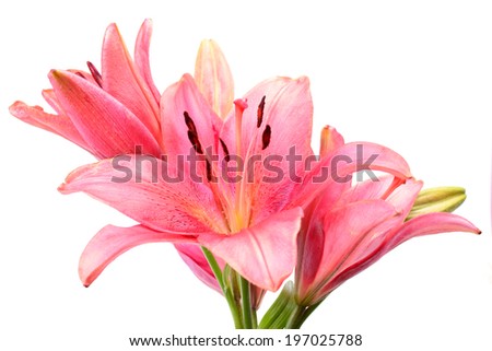 Flower lily