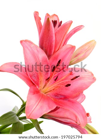 Flower lily