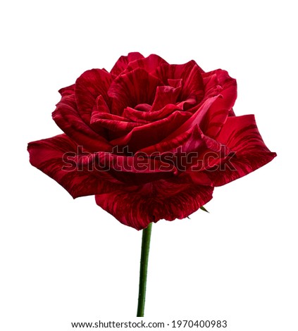 Red rose blossoms, Variegated rose flower isolated on white background, with clipping path