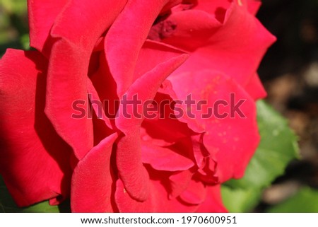 Bright red rose flower petals